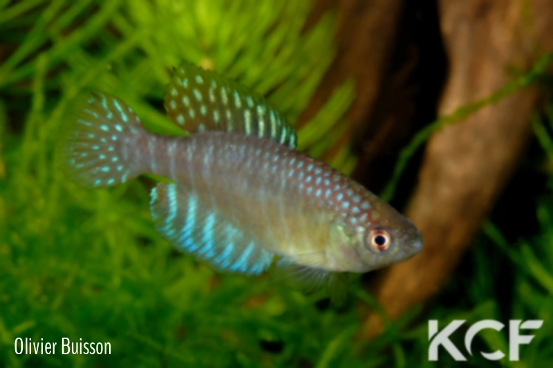 Hypsolebias longignatus Aquiraz 10-04 male adulte 