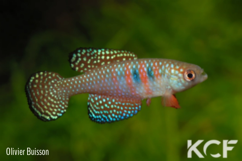 Hypsolebias magnificus  male adulte 