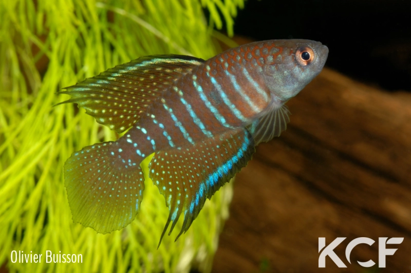 Hypsolebias marginatus  male adulte 