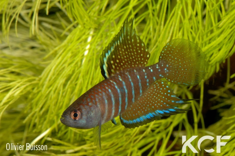 Hypsolebias marginatus  male adulte 