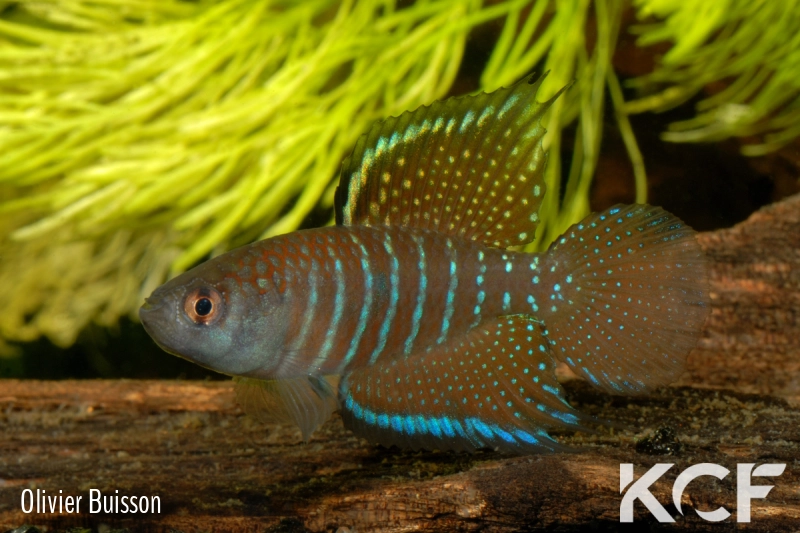 Hypsolebias marginatus  male adulte 