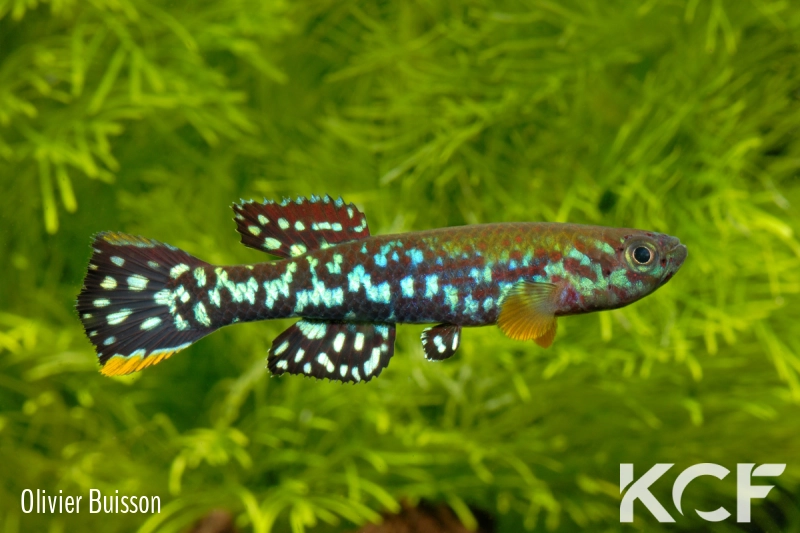 Fundulopanchax mirabilis moensis Kendem ADL 13-24 male adulte 