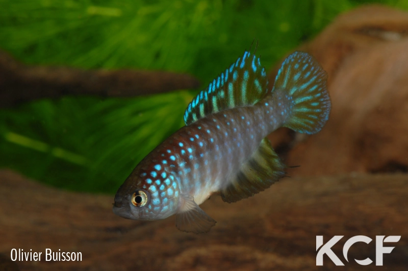 Hypsolebias nielseni Pirapora FP 06-02 male adulte 