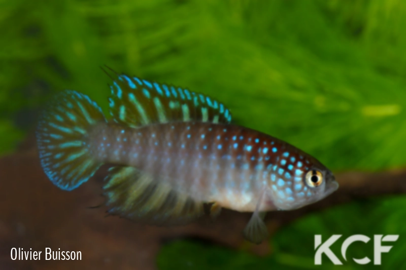 Hypsolebias nielseni Pirapora FP 06-02 male adulte 