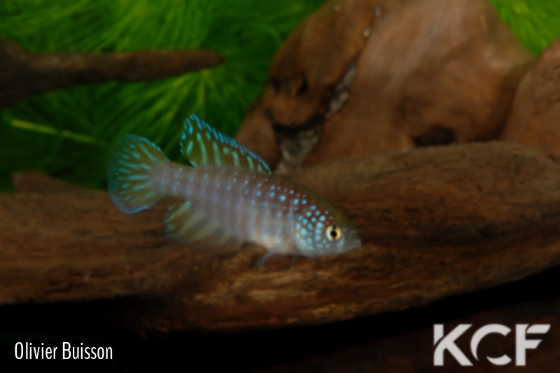 Hypsolebias nielseni Pirapora FP 06-02 male adulte 