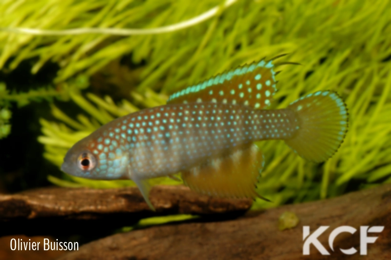 Hypsolebias notatus Rio Canabrava - Villa Boa NPCE 08-06 male adulte 