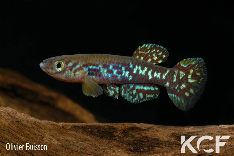 Fundulopanchax mirabilis moensis Kendem ADL 13-24 male adulte 