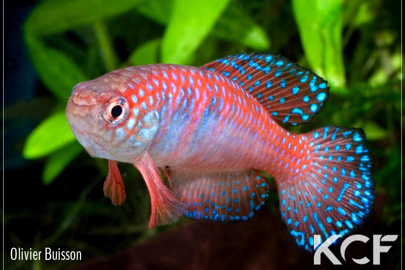 Hypsolebias picturatus Ibotirama BSFS 08-02 male adulte 