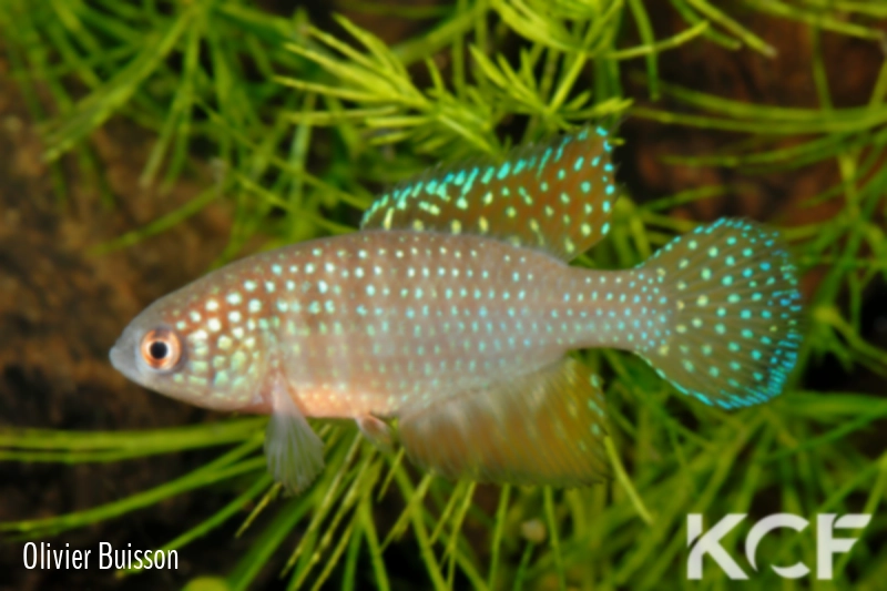 Hypsolebias rufus Ibia male adulte 