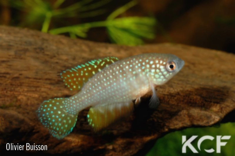 Hypsolebias rufus Ibia male adulte 