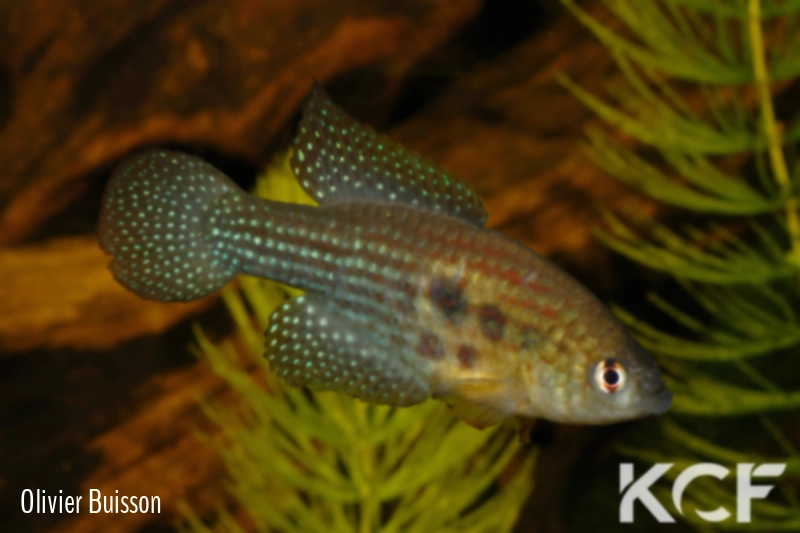 Hypsolebias trilineatus  male adulte 