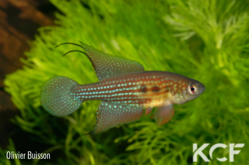 Hypsolebias trilineatus Brasilandia male adulte 