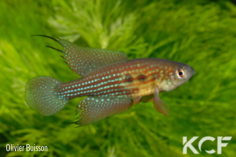 Hypsolebias trilineatus Brasilandia male adulte 