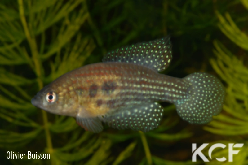 Hypsolebias trilineatus  male adulte 