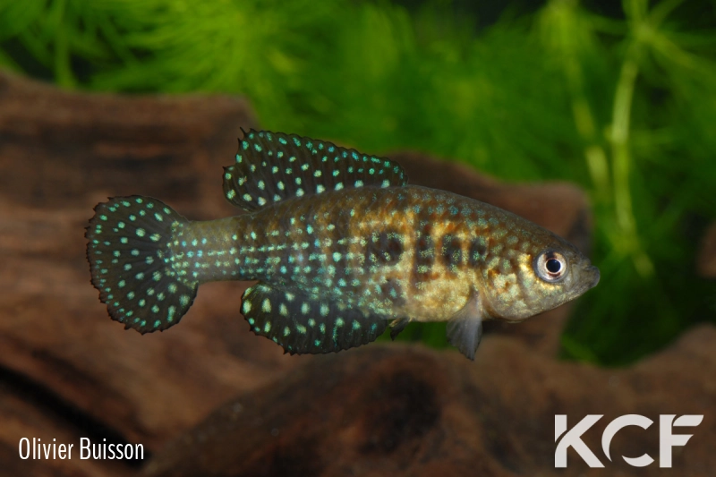 Hypsolebias virgulatus  male adulte 