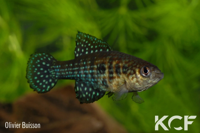 Hypsolebias virgulatus  male adulte 