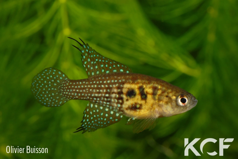 Hypsolebias virgulatus  male adulte 