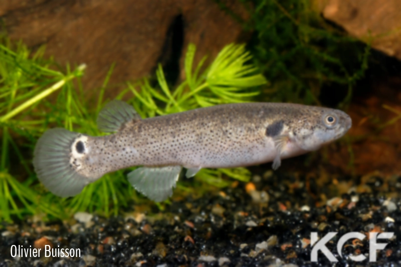 Kryptolebias marmoratus  male adulte 