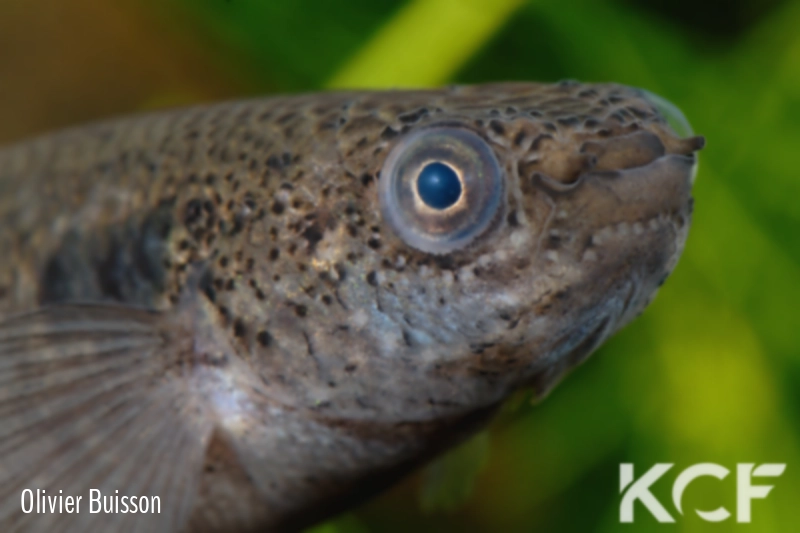 Kryptolebias marmoratus  male adulte 