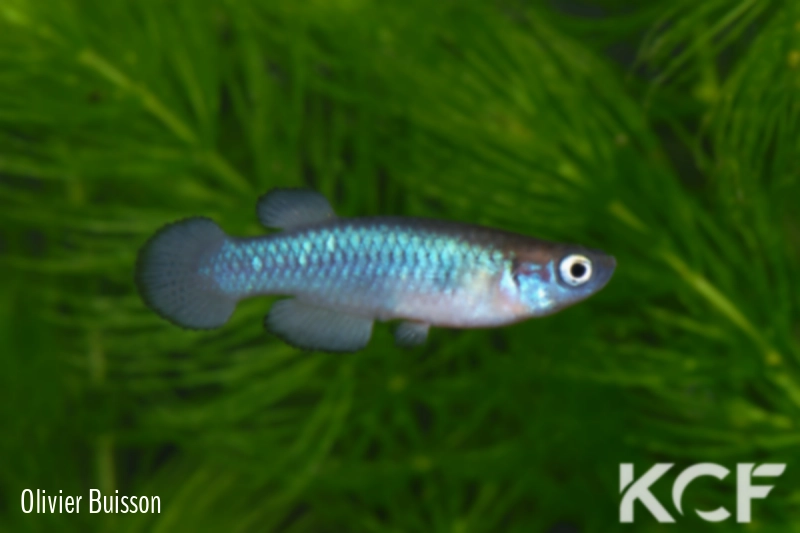 Lacustricola bukobanus  male adulte 