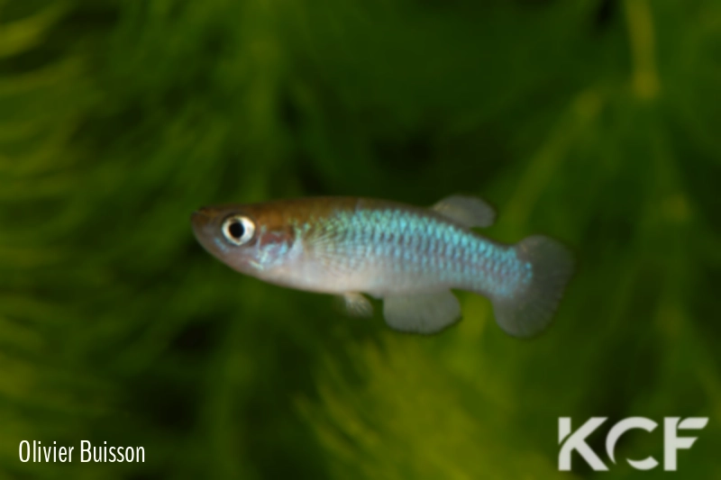 Lacustricola bukobanus  male adulte 