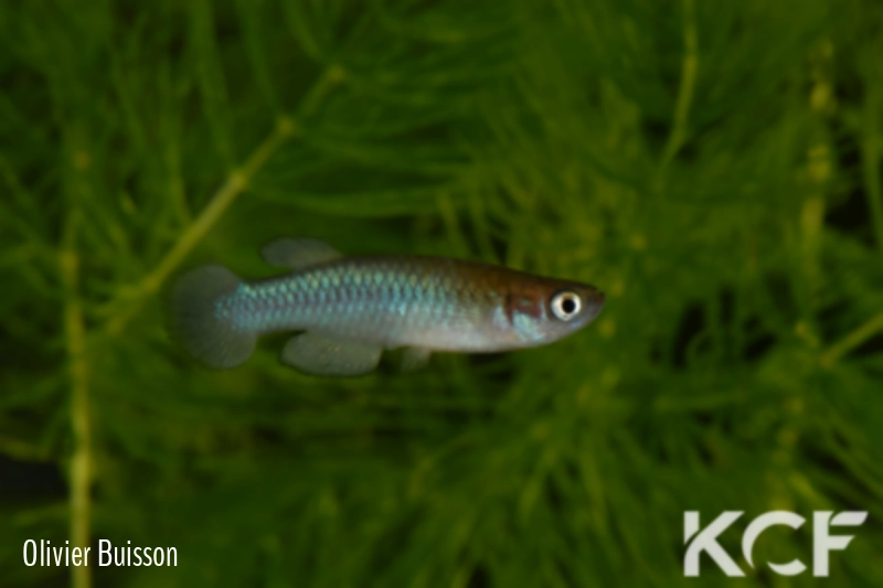 Lacustricola bukobanus  male adulte 