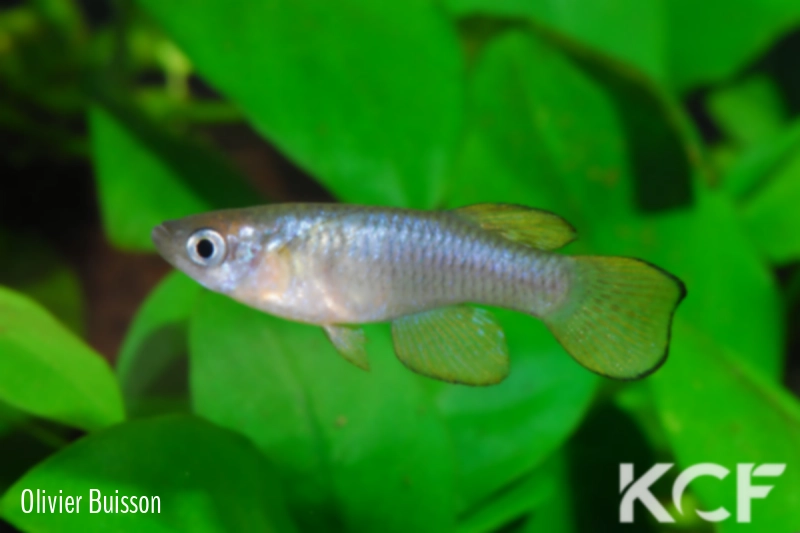 Lacustricola kassenjiensis Parea North UGR 99-05 male adulte 