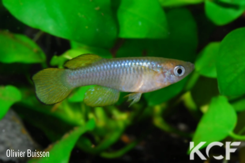 Lacustricola kassenjiensis Parea North UGR 99-05 male adulte 