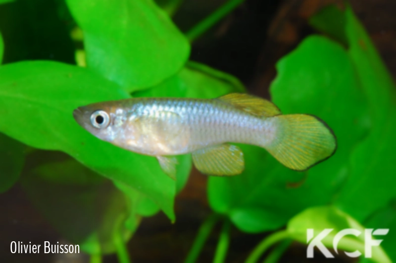 Lacustricola kassenjiensis Parea North UGR 99-05 male adulte 