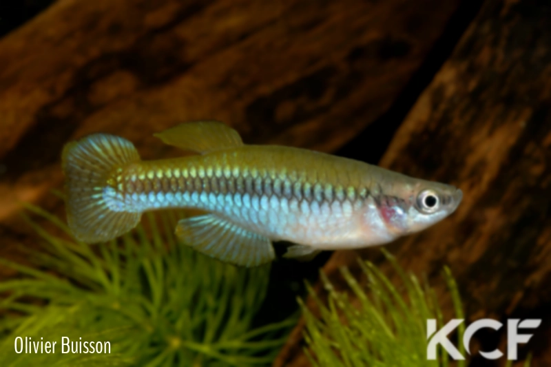 Lacustricola pumilus Burundi CI 08 male adulte 