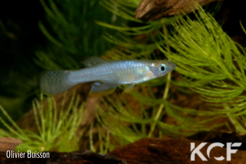 Lacustricola vitschumbaensis Lake Kijanebalola 07 male adulte 