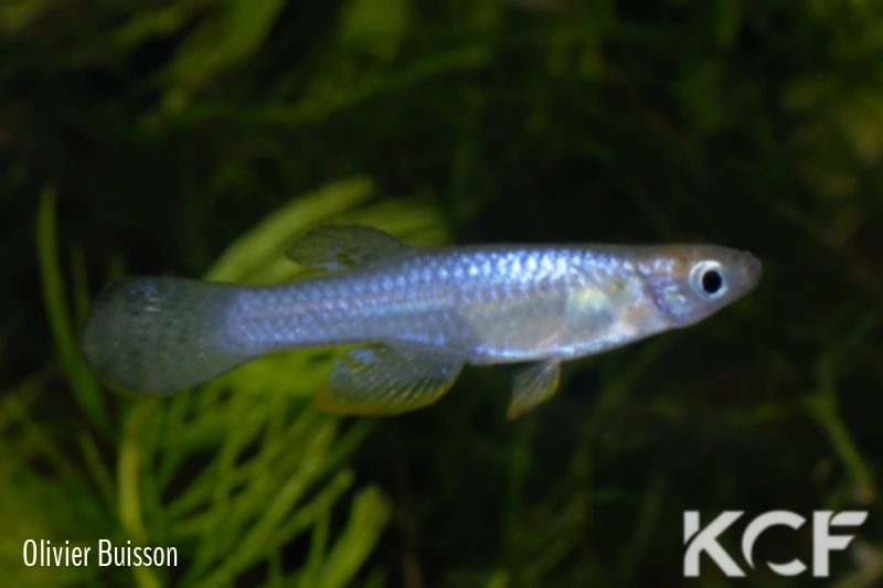 Lacustricola vitschumbaensis Lake Kijanebalola 07 male adulte 