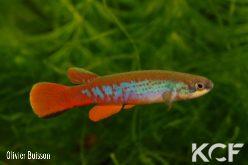 Laimosemion agilae  male adulte 