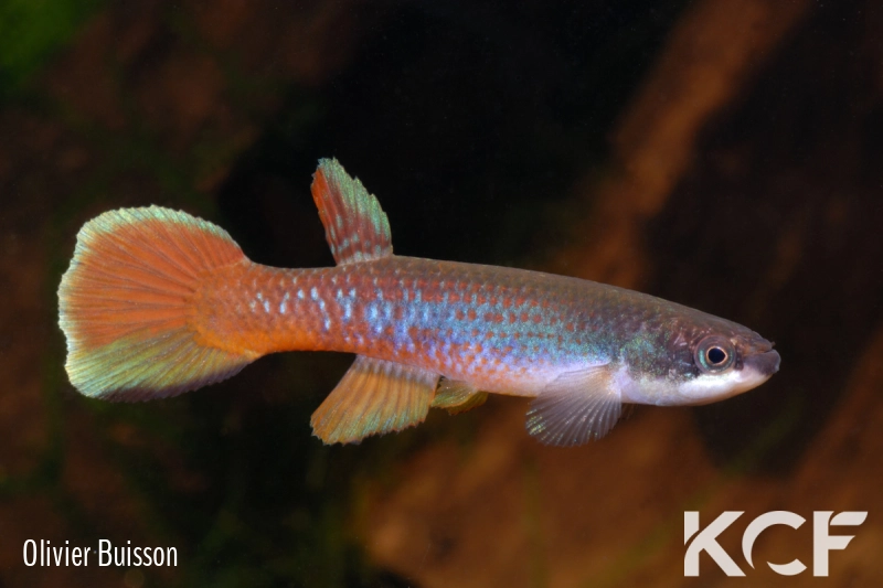 Laimosemion agilae Ancienne piste St Anne GMRWZ 09-07 male adulte 