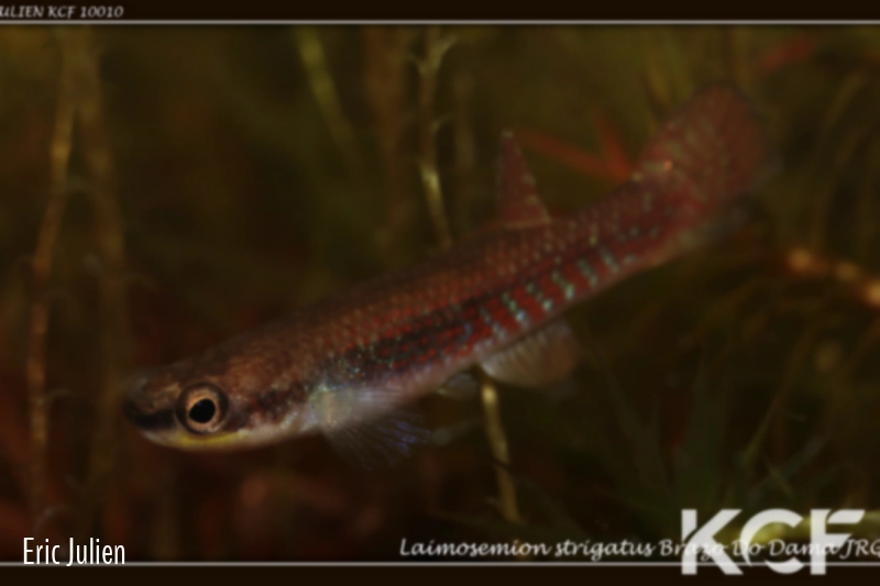 Laimosemion strigatus Brazo do Dama JRG 07 male adulte 