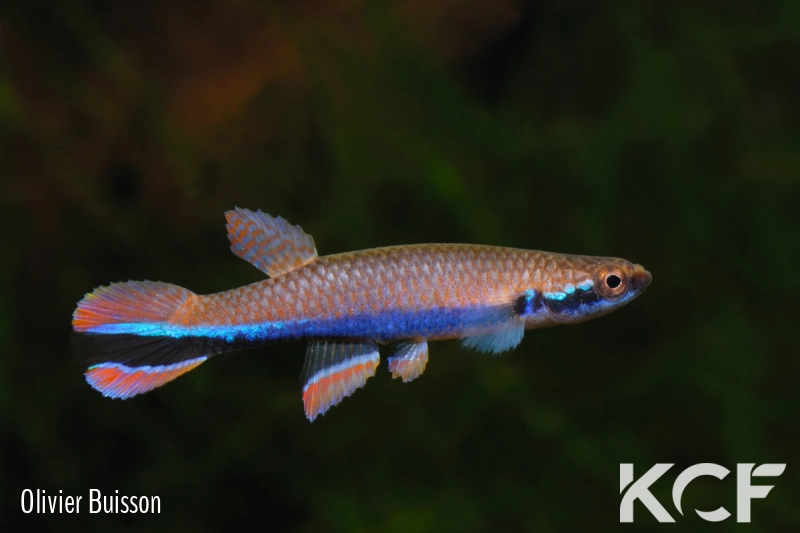 Laimosemion xiphidius Crique Boulanger male adulte 