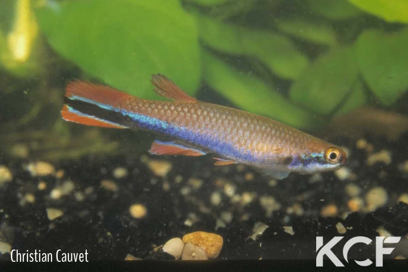 Laimosemion xiphidius Crique Gabrielle - Roura GLQ 00-09 male adulte 