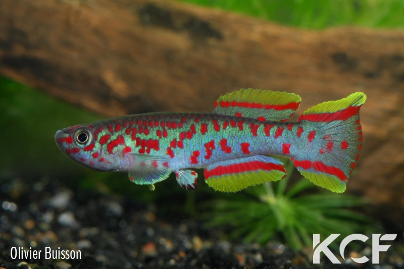 Fundulopanchax nigerianus Baissa male adulte 