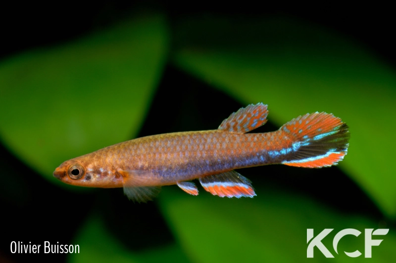 Laimosemion xiphidius RN2 - 27,5Km SH-FG 05-06 male adulte 