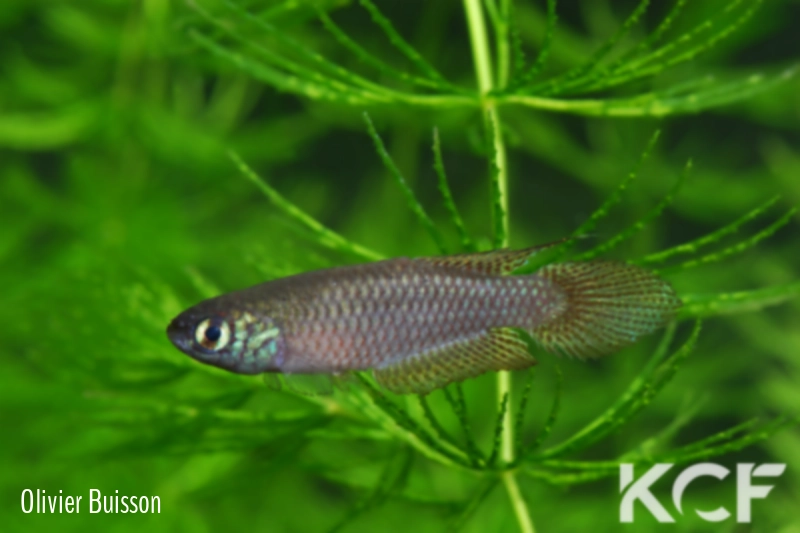 Leptolebias citrinipinnis Barra Maricá RJ male adulte 