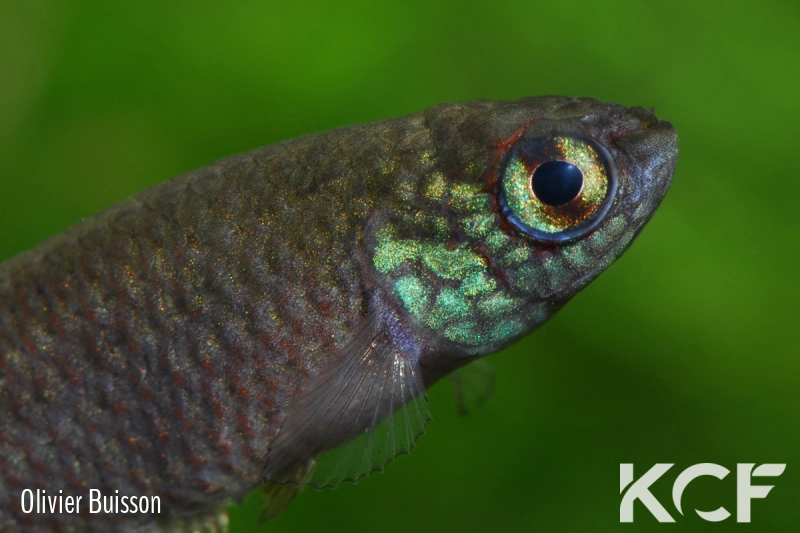 Leptolebias citrinipinnis Barra Maricá RJ male adulte 