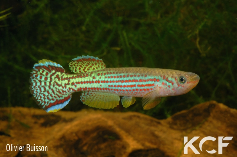 Fundulopanchax oeseri  male adulte 