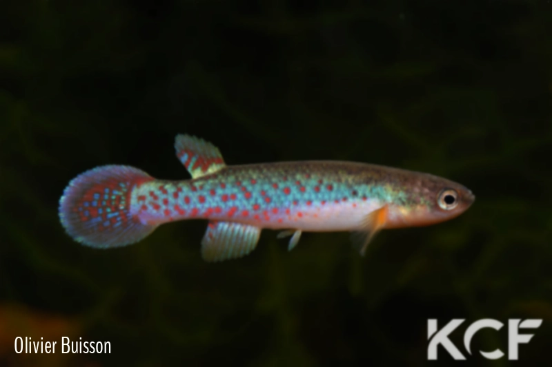 Melanorivulus illuminatus Montividiu - TT male adulte 