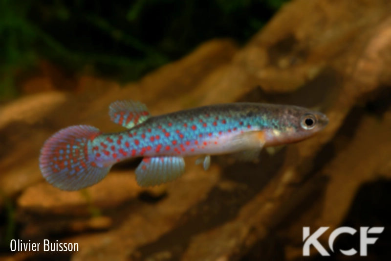 Melanorivulus illuminatus Montividiu - TT male adulte 