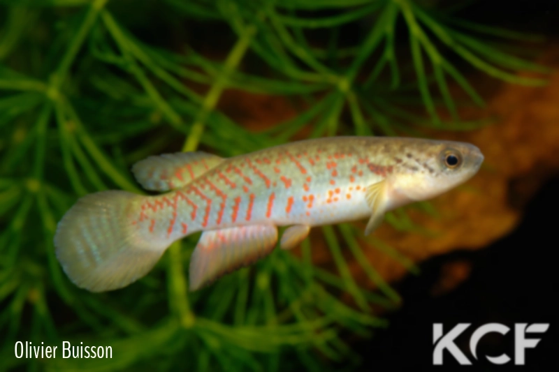 Melanorivulus litteratus MT-481 BIF BR 11-07 male adulte 