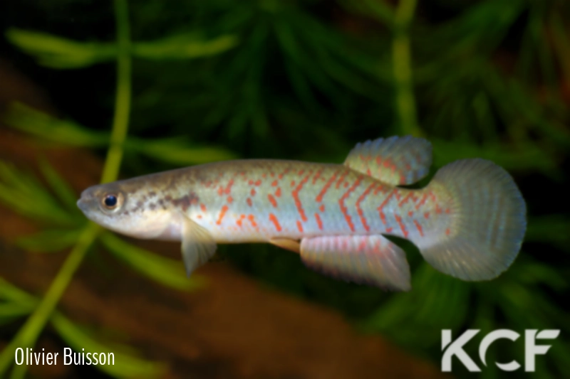 Melanorivulus litteratus MT-481 BIF BR 11-07 male adulte 