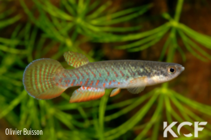 Melanorivulus vittatus  male adulte 