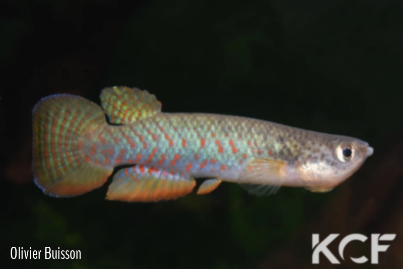 Melanorivulus vittatus  male adulte 