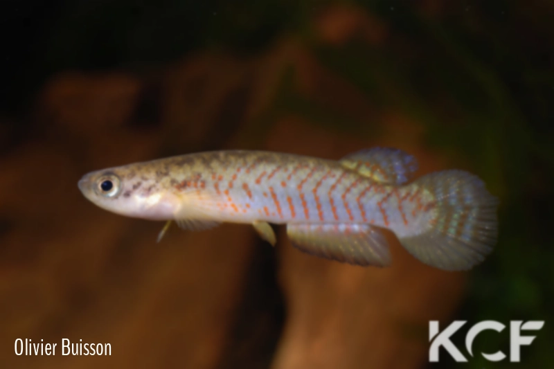 Melanorivulus vittatus  male adulte 