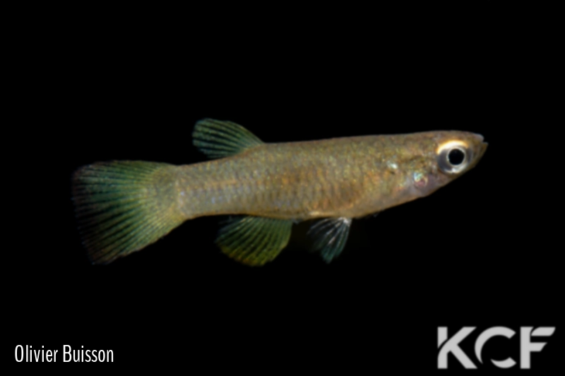 Micropanchax sp. Sette Cama GLC 12 male adulte 